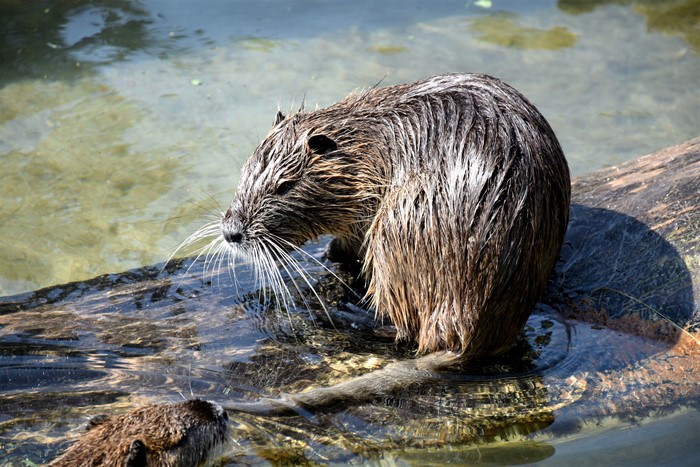 Two Beavers on a Log in Water