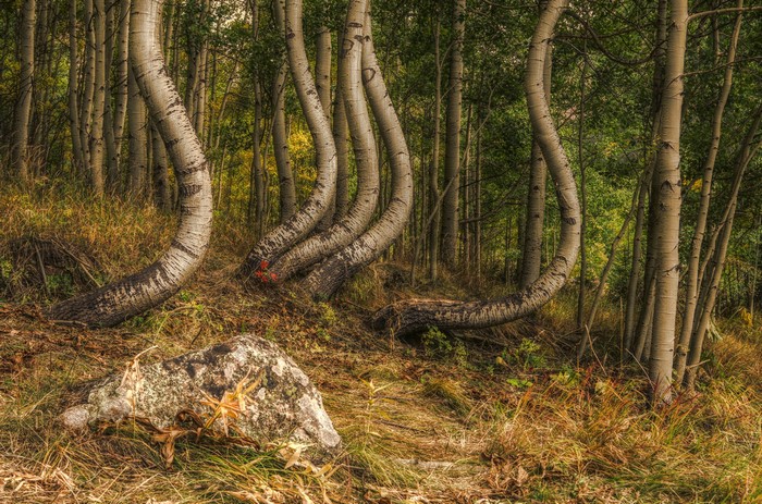 Bent Aspen Trees and Rock in Forest