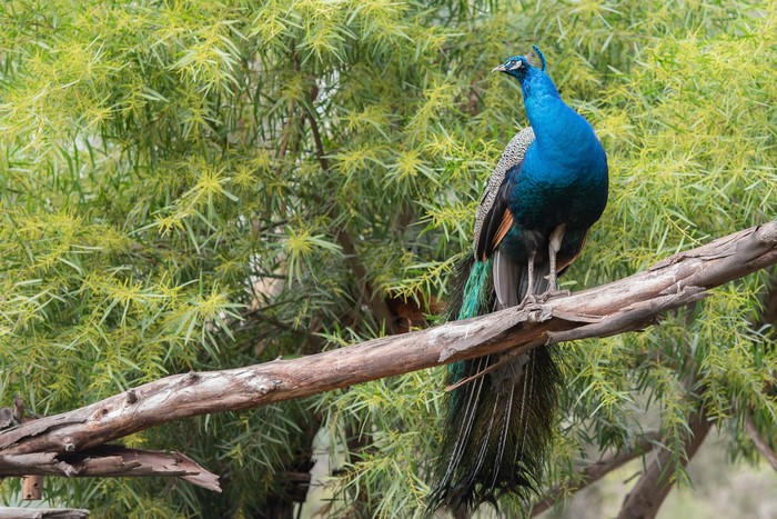 Peacock perched on a tree branch