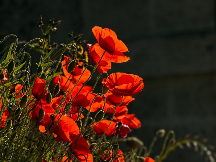 Red poppies with buds against a dark background