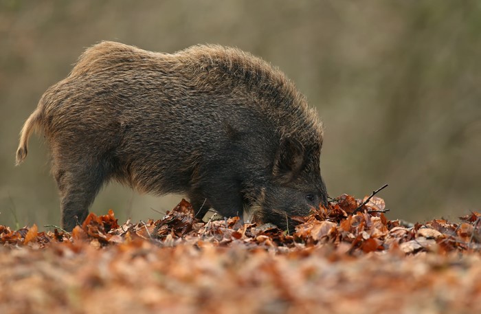 Wild boar in foliage