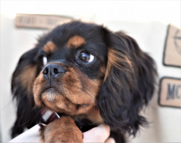 Closeup of a Cavalier King Charles Spaniel puppy