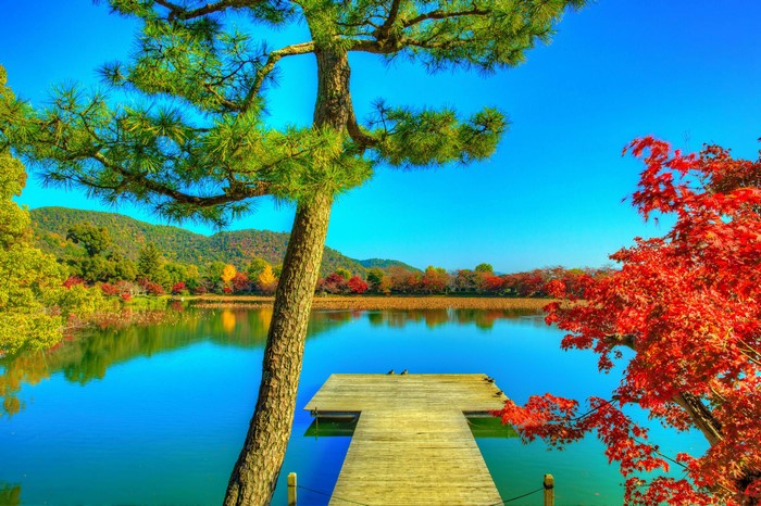 Autumn Pond and Trees at Daikaku-ji Kyoto