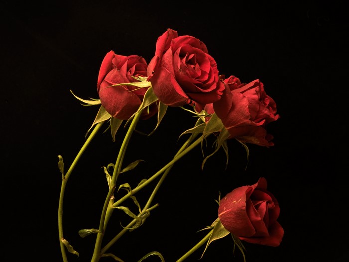 Four red roses on a black background