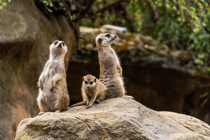 Three meerkats standing on a rock