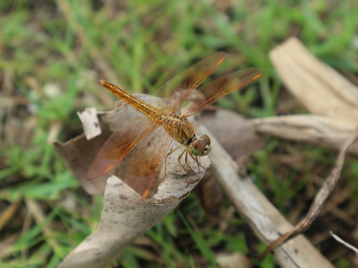 Close-up of a brown dragonfly on a dry leaf