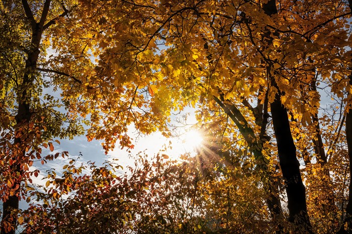 Autumn trees with sun rays filtering through golden leaves