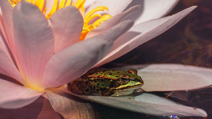 Frog hiding under a pink lily pad