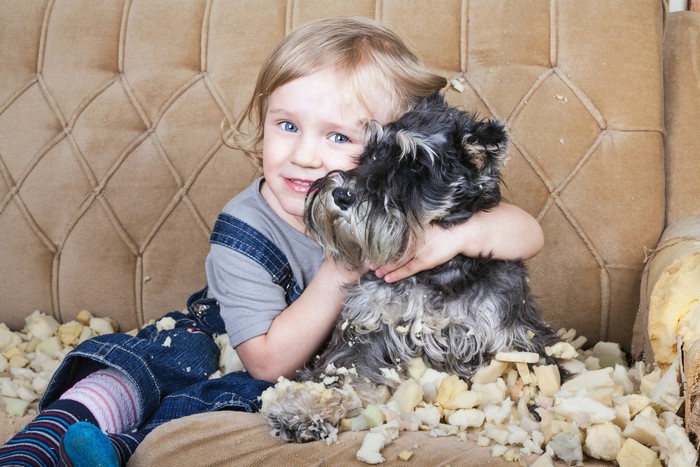Little girl hugging a Schnauzer dog on a damaged couch