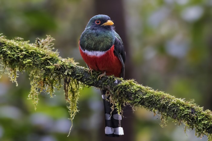 Masked Trogon Bird on Mossy Branch