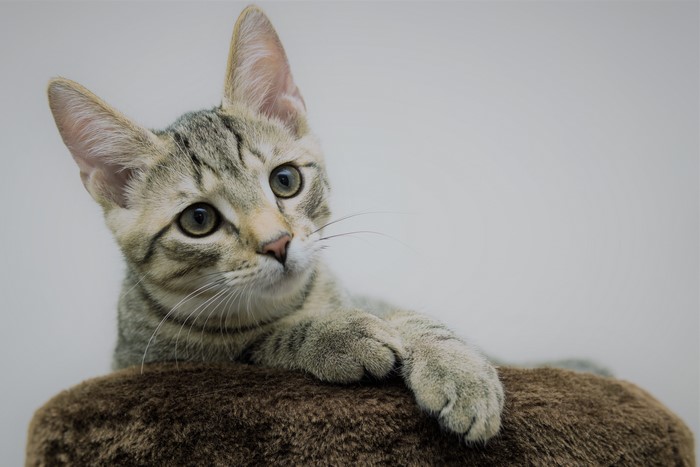 Tabby Cat Looking to the Side