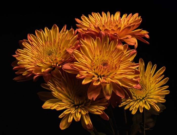 Orange Chrysanthemums on Black Background