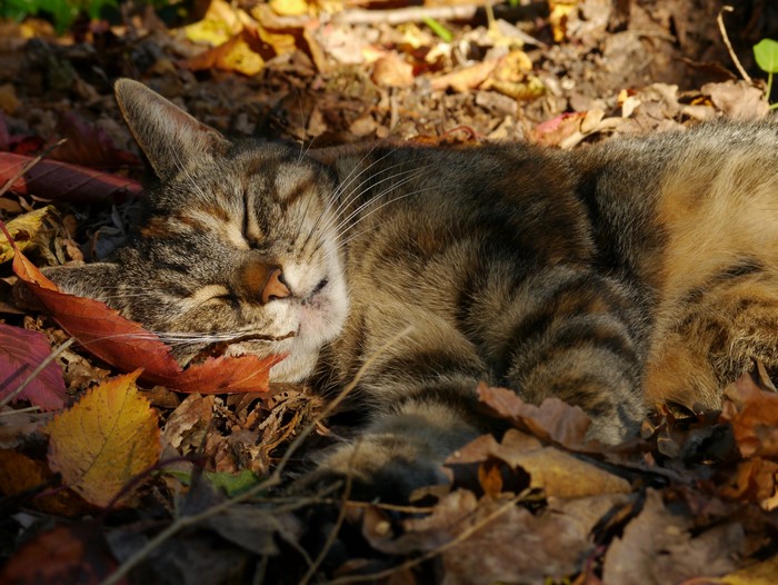 4K Cat Sleeping in Autumn Foliage