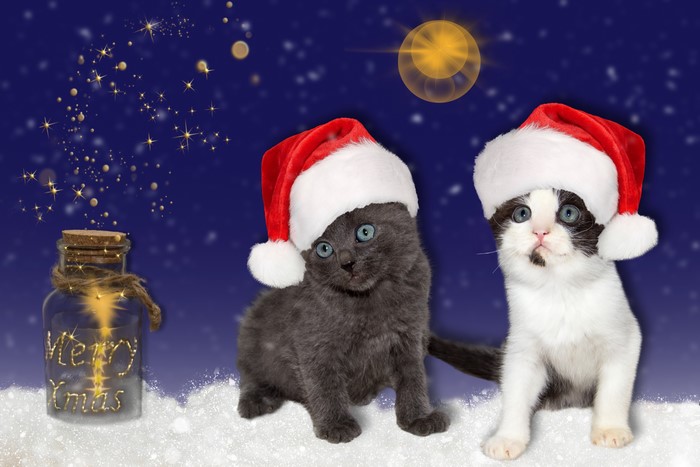 Two Kittens in Santa Hats with Merry Xmas Jar