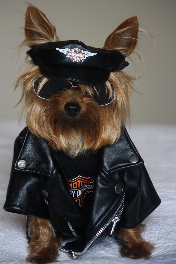 Yorkshire Terrier in Harley-Davidson Jacket and Hat