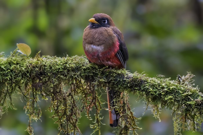 Masked Trogon - Female Bird on Mossy Branch