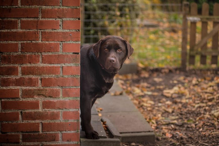 Chocolate Labrador Retriever peeking from behind a brick wall