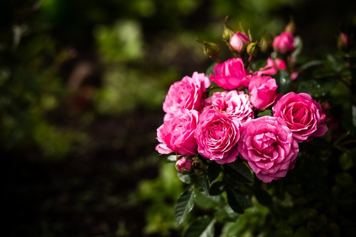 Pink Roses in Garden with Bokeh