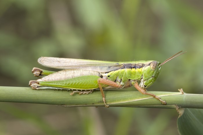 Grasshopper on a green stem
