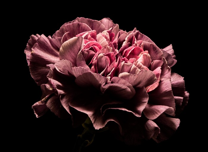 Close-up of a pink carnation on a black background