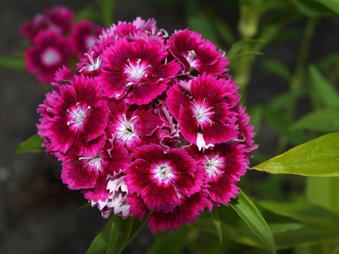 Closeup of a cluster of pink and deep red Dianthus chinensis flowers