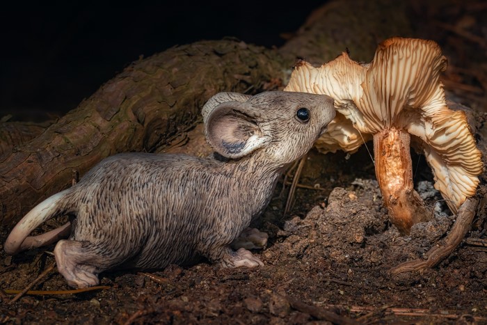 Mouse and Mushroom in Forest