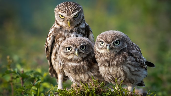 Three Little Owls on Moss