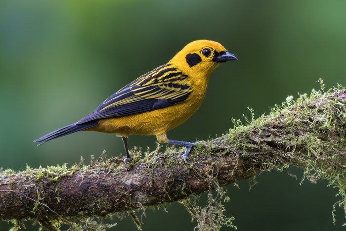 Golden Tanager perched on a mossy branch