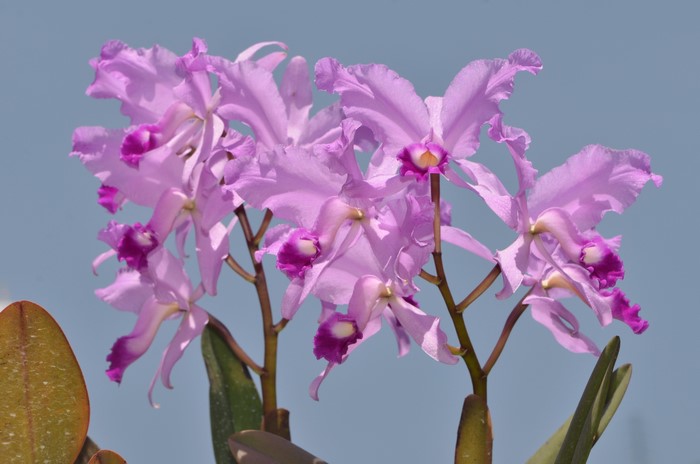 Close-up of a cluster of purple orchids against a blue sky