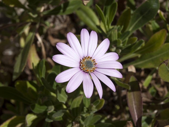 Purple Osteospermum flower with bokeh background