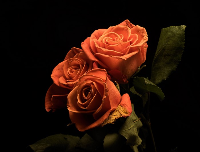 Three orange roses on a black background