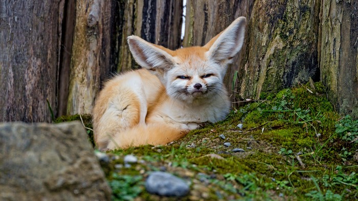 Fennec fox with large ears