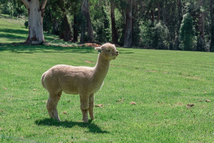 Alpaca standing in a grassy field with trees in the background
