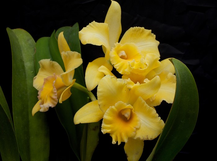 Yellow orchids with green leaves on black background