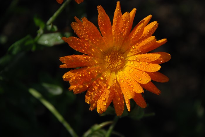 Orange Calendula Flower with Water Drops