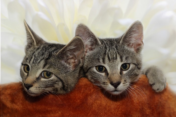 Two tabby kittens peeking over an orange surface