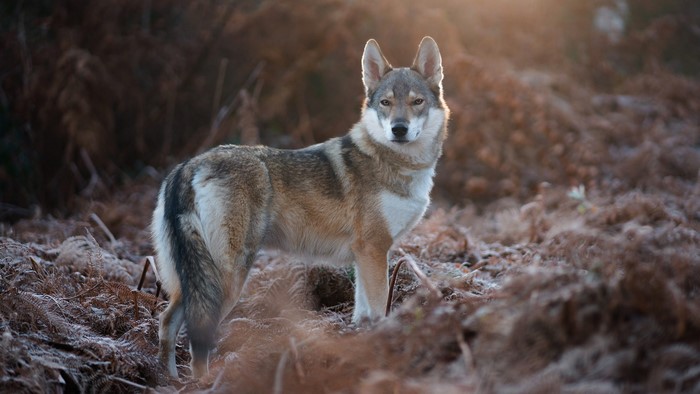 Wolf in a forest with bokeh