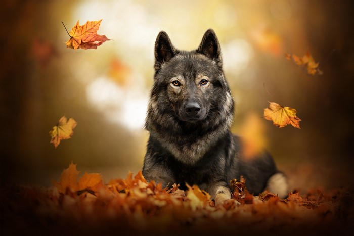 Dog lying in autumn leaves with falling leaves