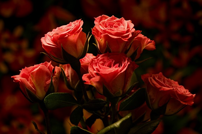 Pink Roses with Bokeh Background