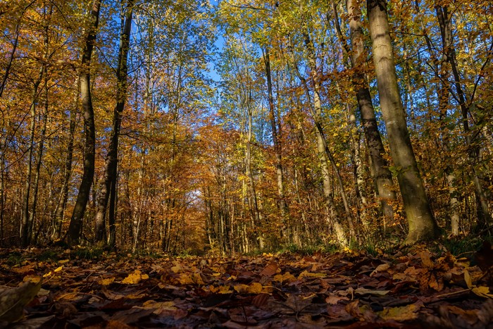 Autumn forest path covered in fallen leaves
