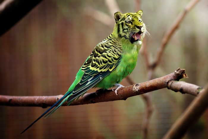 Tiger-headed parakeet on a branch