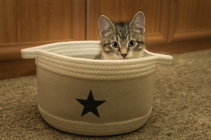 Kitten in a basket with a star decoration