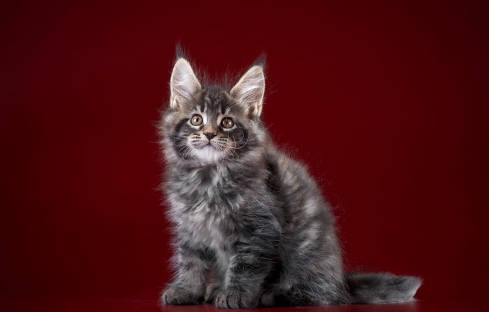 Maine Coon kitten sitting on a red background