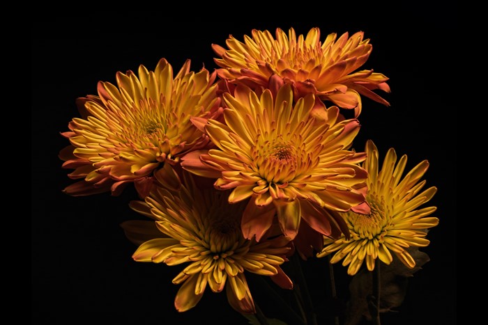 4K Chrysanthemums on Black Background