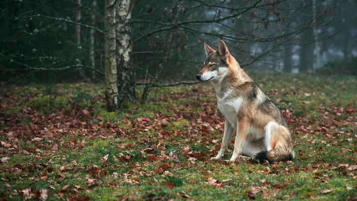 Wolf sitting in a forest with fallen leaves