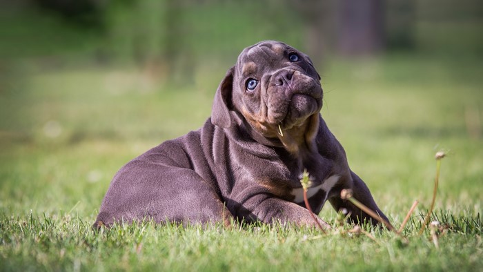 Bulldog puppy with blue eyes lying on grass