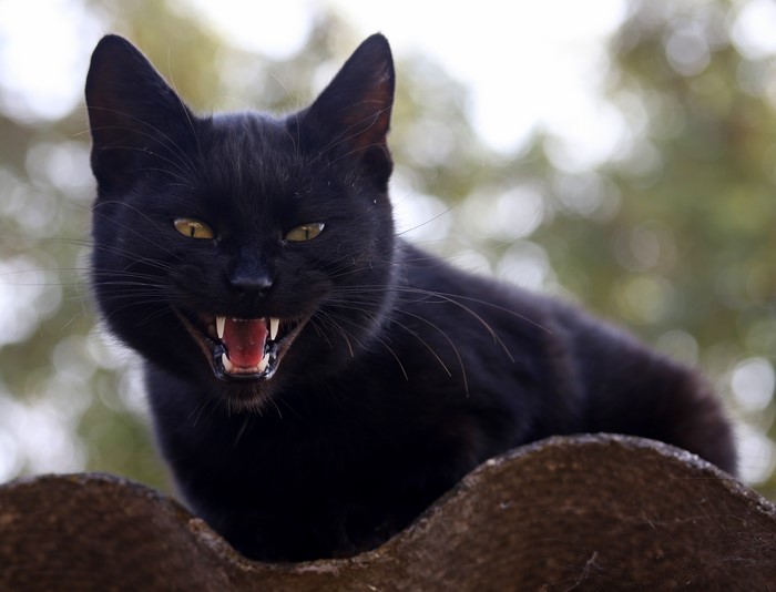 Black cat with fangs on a roof
