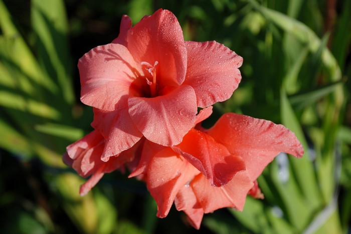 Close-up of Coral Gladiolus Flowers with Dew Drops