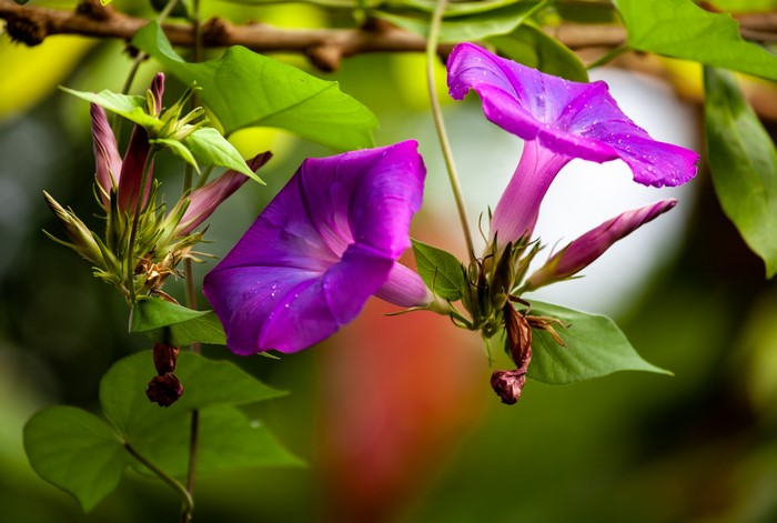 4K Closeup of Violet Bindweed Flowers