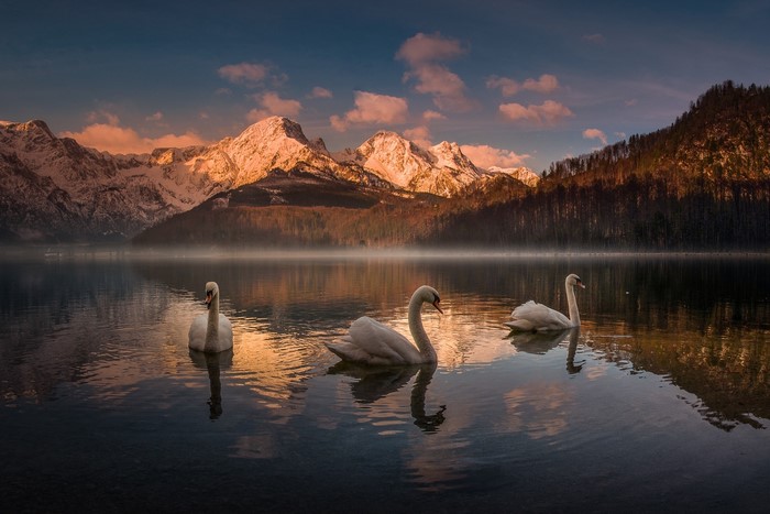 Three swans on Almsee lake with snow-capped mountains in Austria